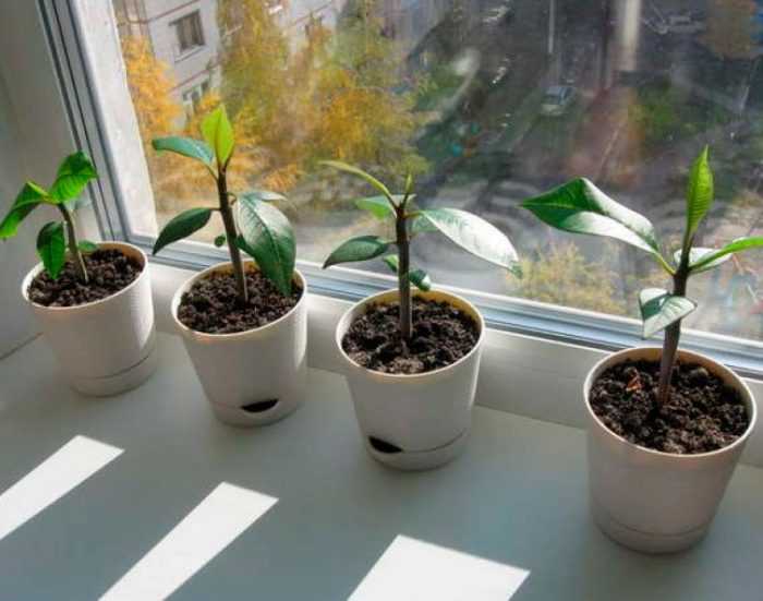 Plumeria care how to grow at home