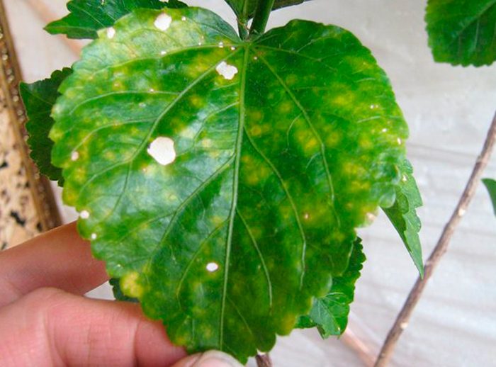 Hibiscus pests and diseases