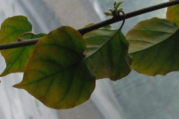 Yellowing and flying around foliage