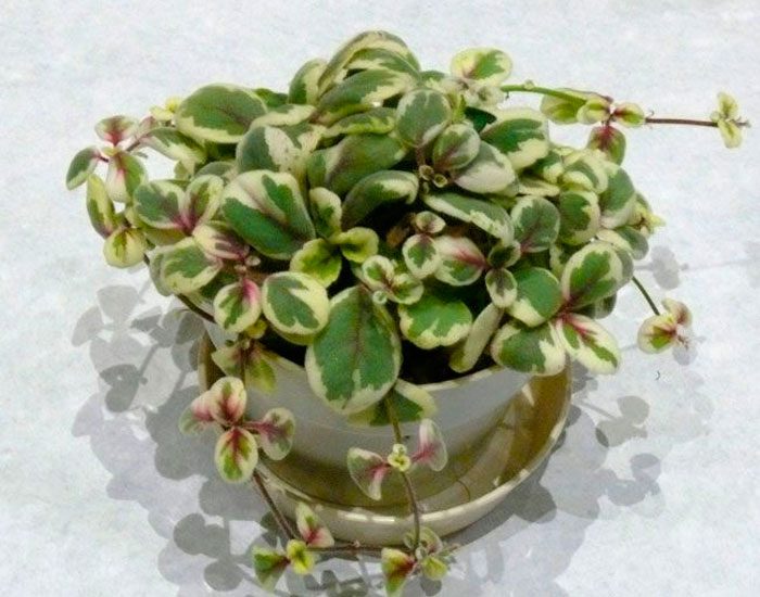 Alsobia variegated