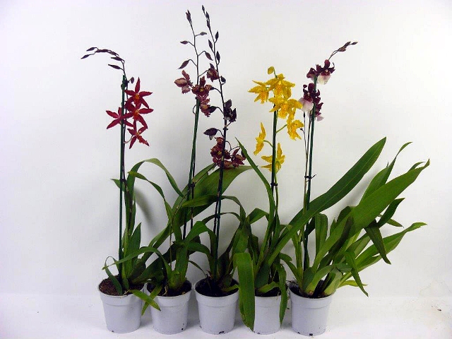 Orquídea odontoglossum cuida de como crescer em casa