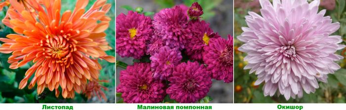 Home chrysanthemum care how to grow at home