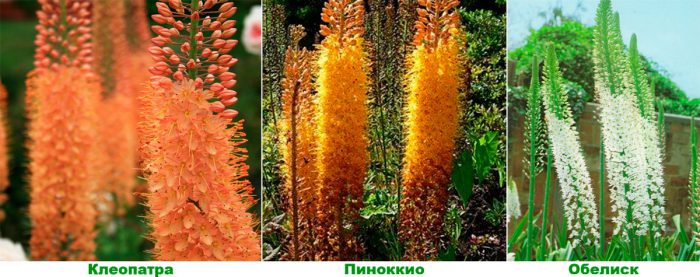 Eremurus planting and care, cultivation