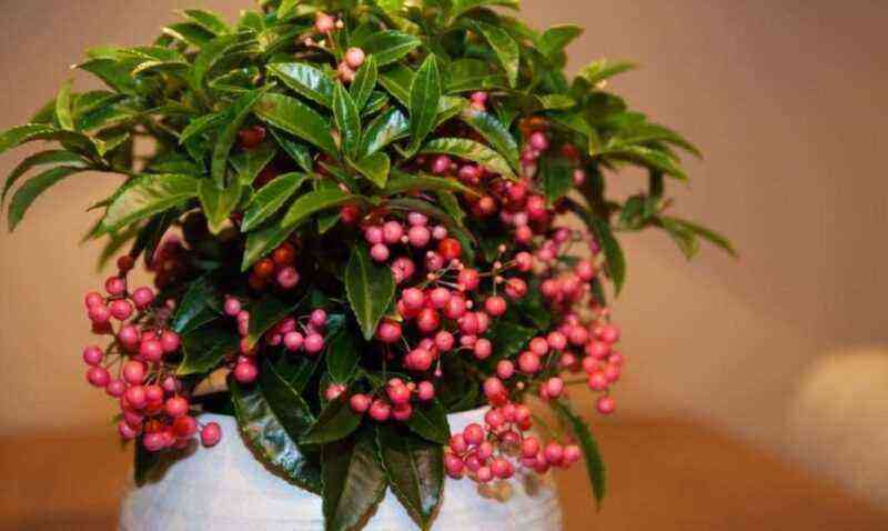 Ardisia: popular varieties and home care