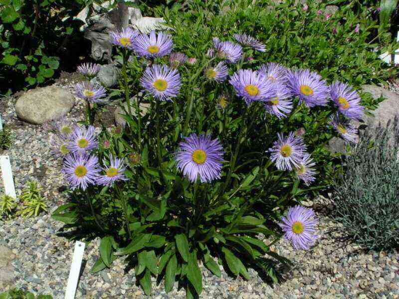 How to grow chic alpine asters from seeds?