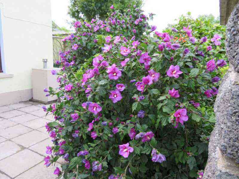 Garden hibiscus - rules for planting and growing outdoors