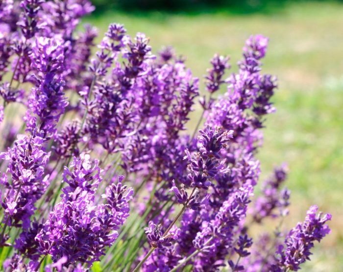Hybrid lavender (Dutch)