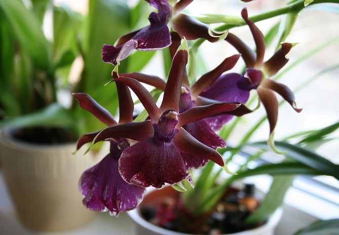 Cambria orchid care how to grow at home