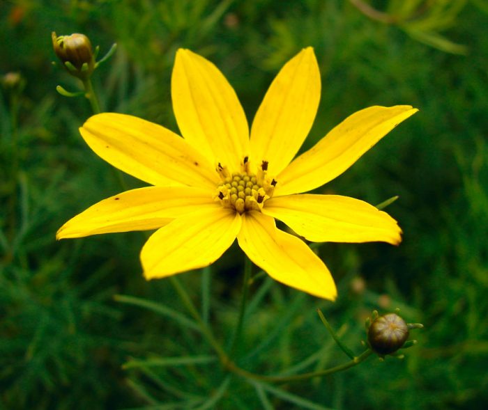 Coreopsis verticulate