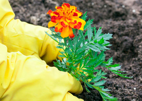 Cultivation of marigolds planting and care, cultivation