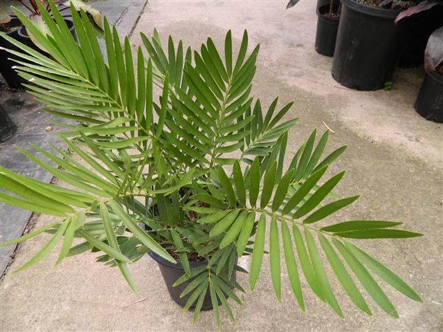 Breitblättrige Zamia (Zamia latifolia)