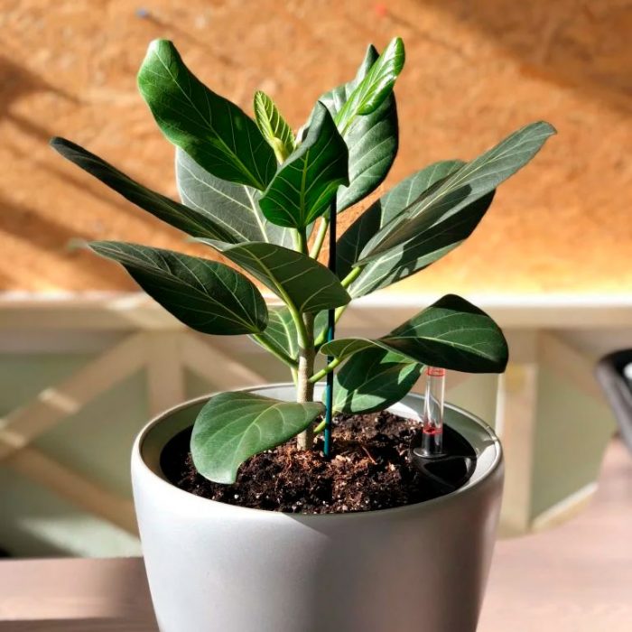 Cuidado de Ficus bengal cómo crecer en casa.