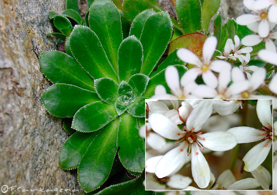 Saxifrage cotyledon (Saxifraga cotyledon)