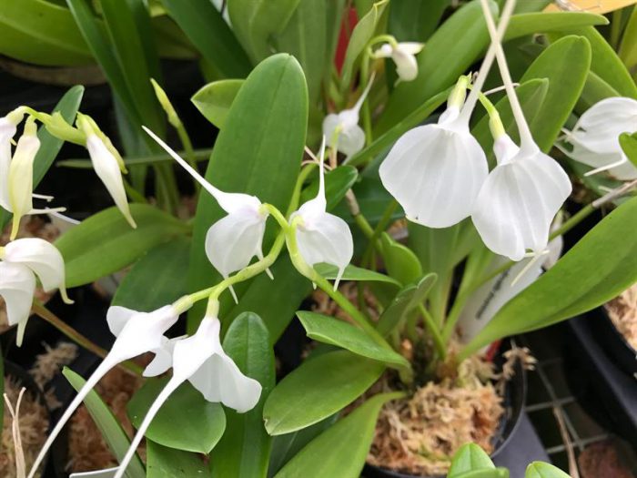 Orchid masdevallia care how to grow at home