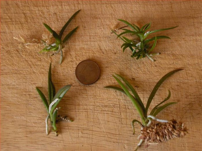 Lelia orchid care how to grow at home