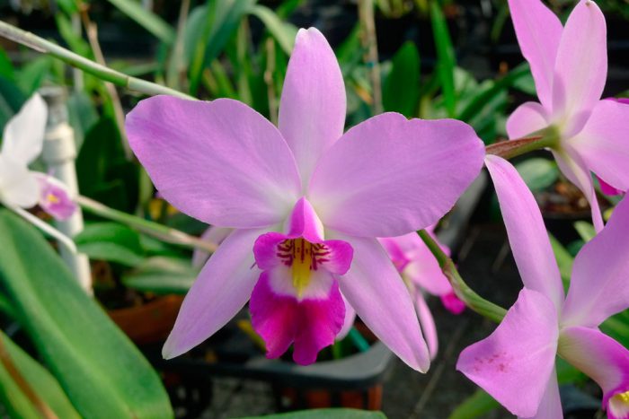 Orquídea Lelia cuida de como crescer em casa