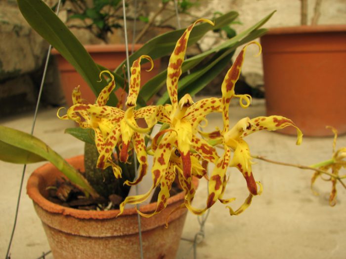 Cuidado de la orquídea odontoglossum cómo crecer en casa.