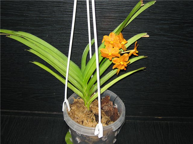 Ascocendus orchid care how to grow at home