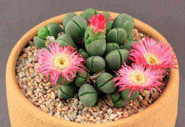 Argyroderma care how to grow at home