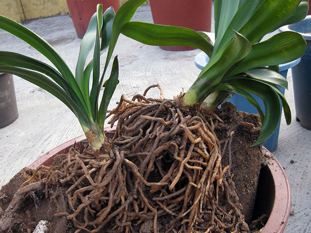 How to tell if orchids have dead or live roots?