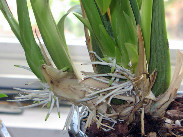 La orquídea tiene raíces jóvenes.