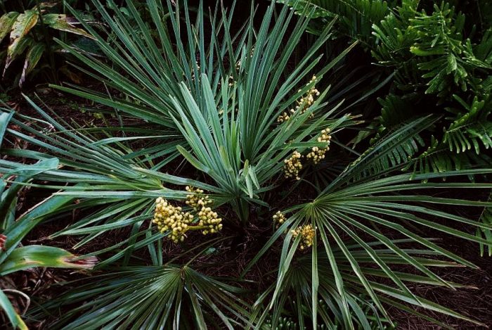 Dwarf trachycarpus (Trachycarpus nanus)
