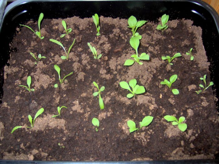 Seeding on seedlings