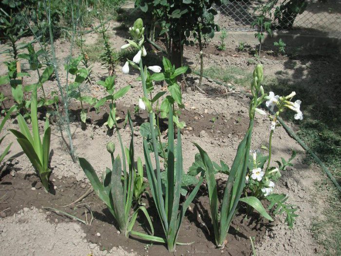 Plantio e cuidado de Galtonia, cultivo