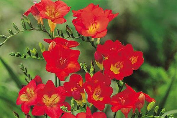 Freesia planting and care, cultivation