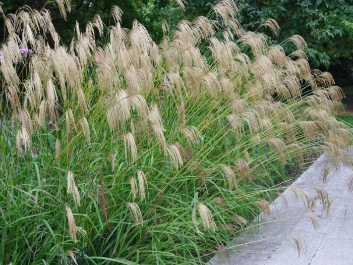 Miscanthus planting and care, cultivation