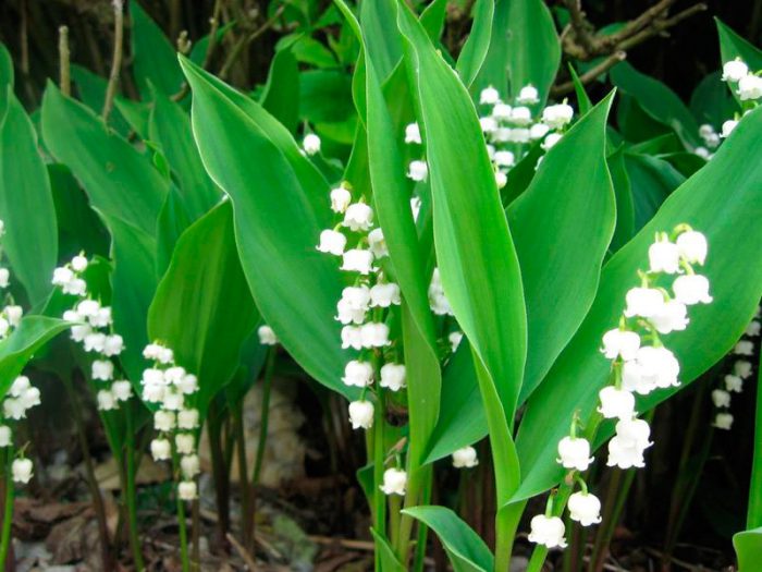 Lily of the valley planting and care, cultivation