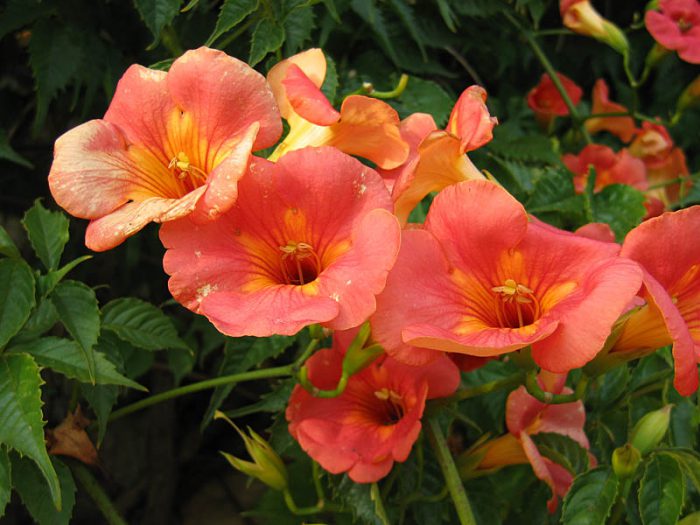 Large-flowered campsis