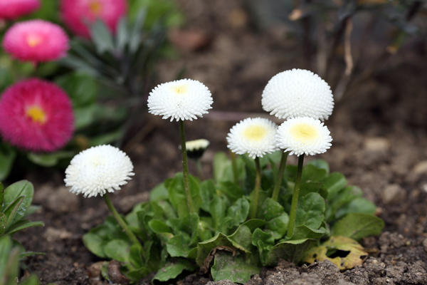 Planting daisies outdoors