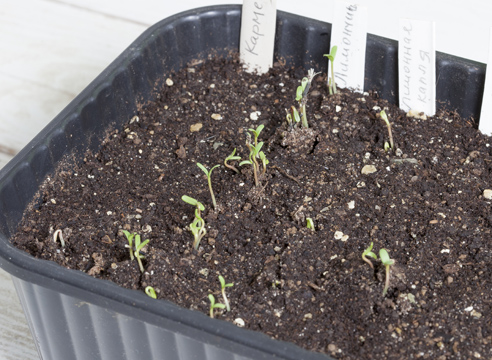 Sowing marigolds for seedlings