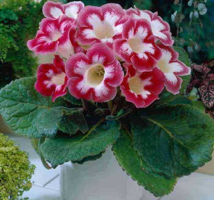 Gloxinia care how to grow at home
