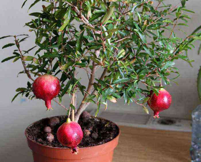 Indoor pomegranate care how to grow at home