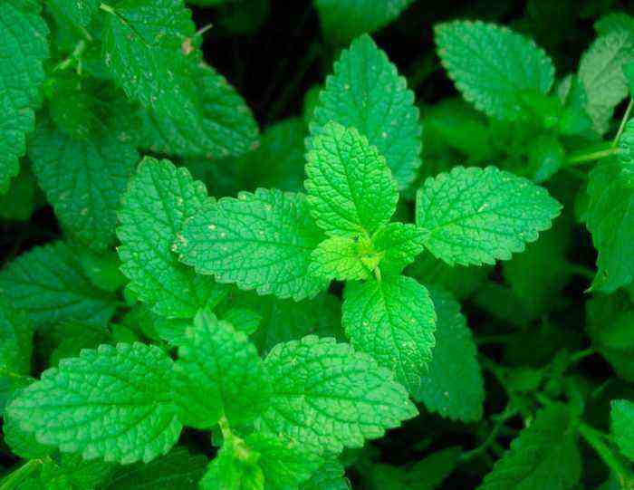 Mint care how to grow at home