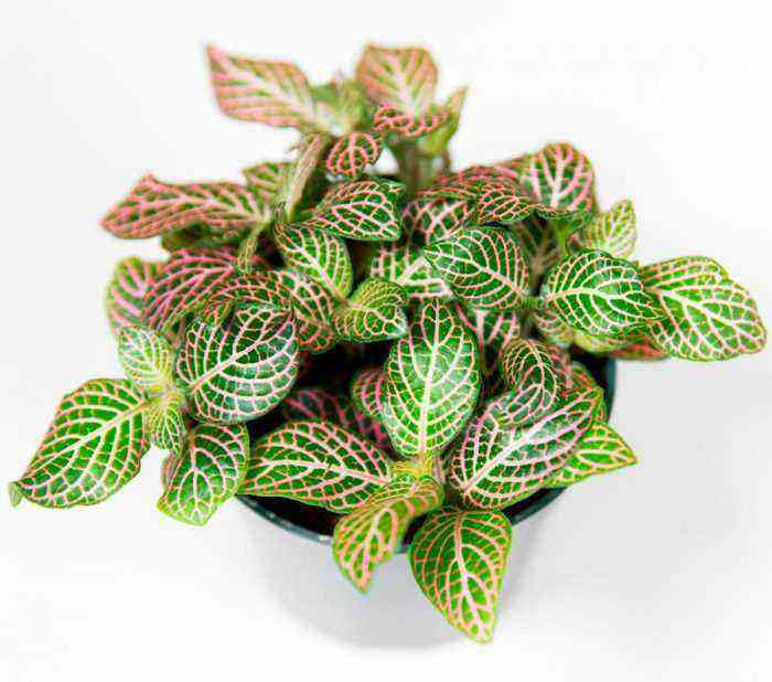 Fittonia care how to grow at home