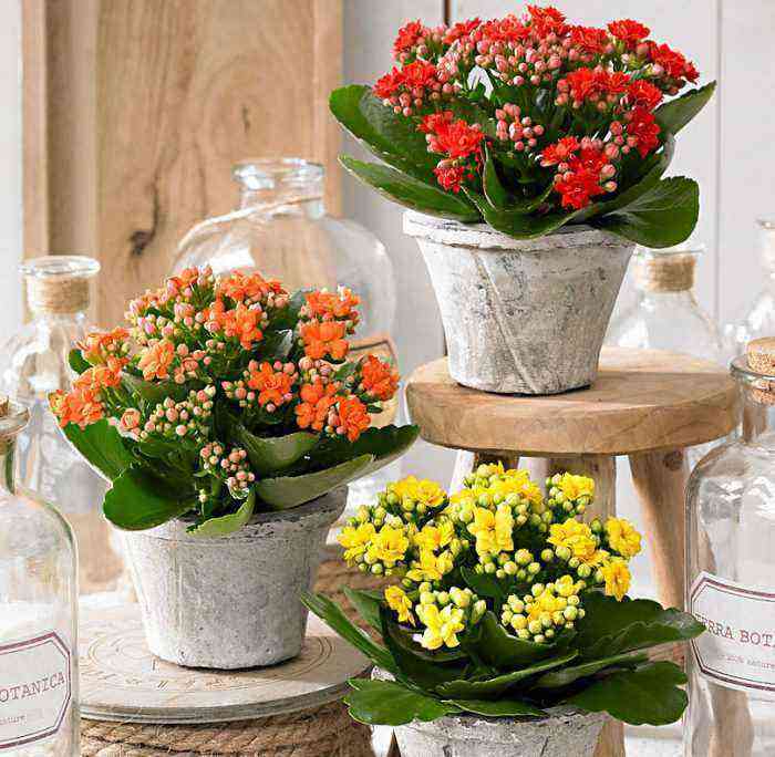 Kalanchoe care how to grow at home