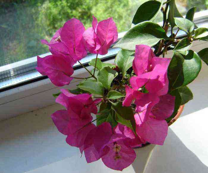 Bougainvillea care how to grow at home