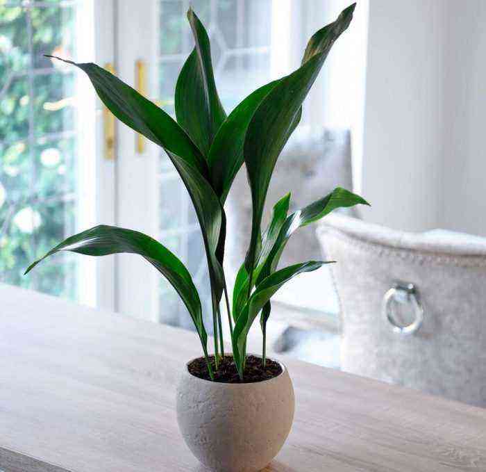 Aspidistra care how to grow at home