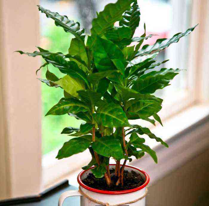 A coffee tree care how to grow at home