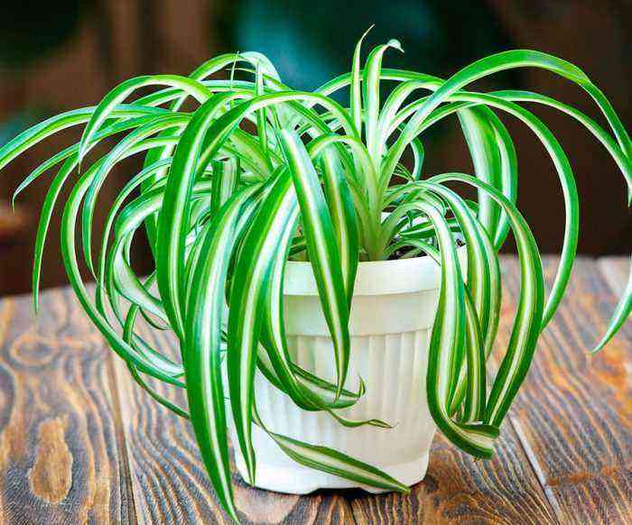 Chlorophytum care how to grow at home