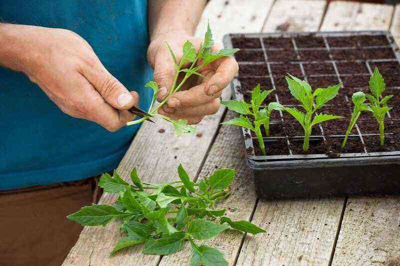 We begin to prepare indoor plants for winter: work plan for September
