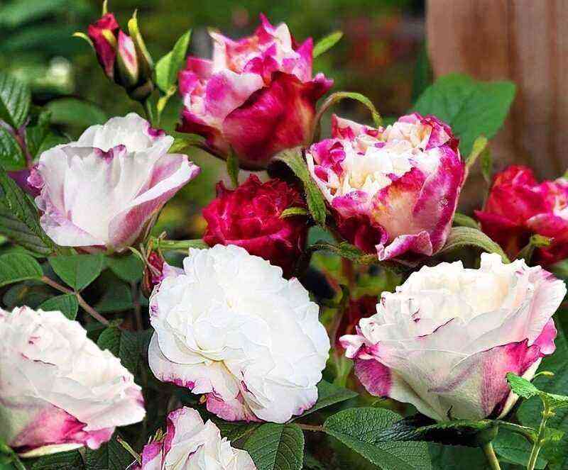 12 varieties of roses can be planted until October: they will endure wintering staunchly
