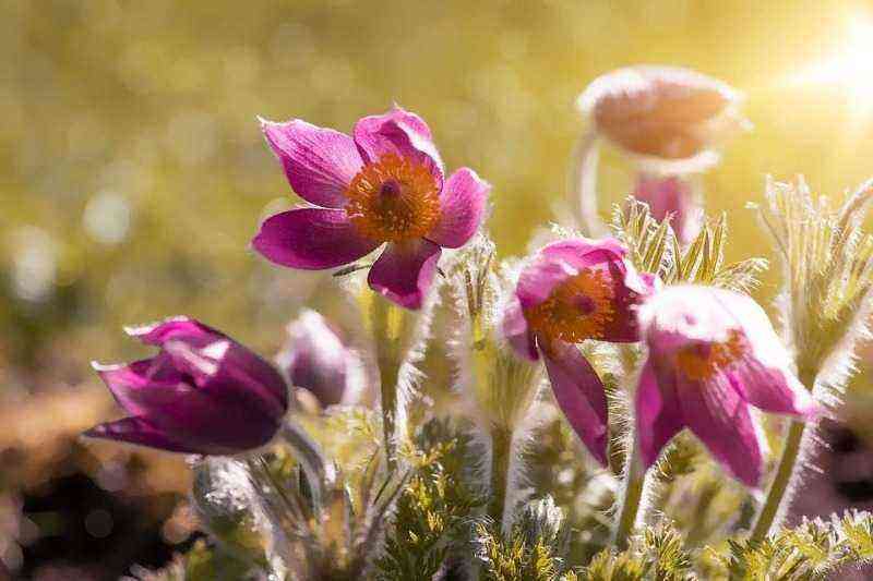 7 hardy perennials that are quite rare in gardens