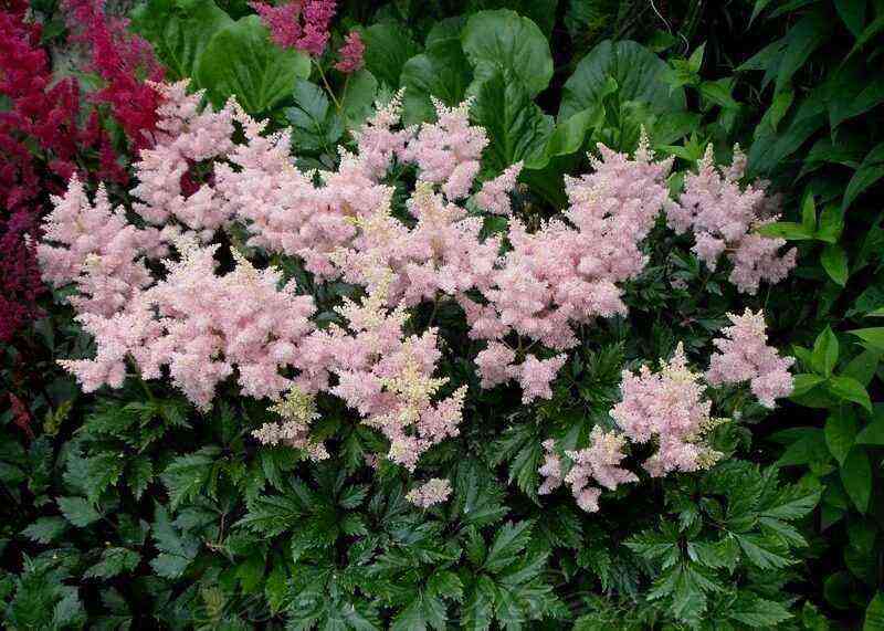 Cotton candy-like: astilba varieties that can be used to make a beautiful hedge
