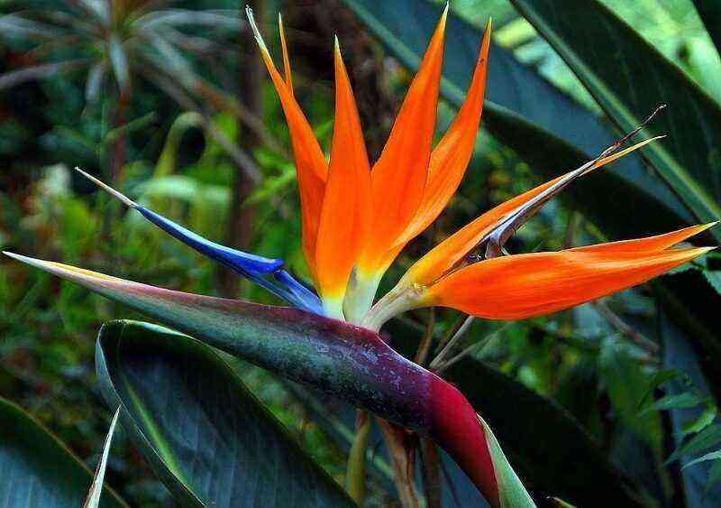 5 varieties of strelitzia - a plant that looks like a bird of paradise
