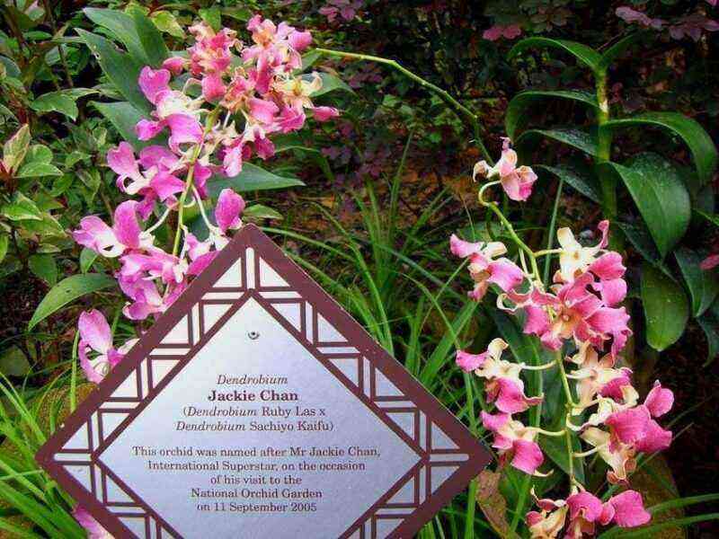 From Gagarin to Jackie Chan: Varieties of garden flowers named after famous people