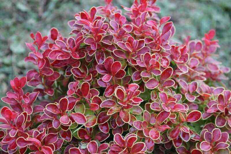 7 varieties of unpretentious barberry that can be planted in any soil